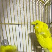 یک جفت مرغ عشق پروانه ای مولد
