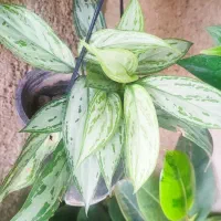 دیفن|گل و گیاه طبیعی|اسلام‌‌آباد غرب, |دیوار