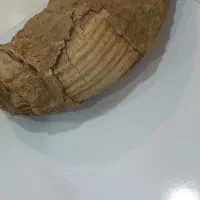 فسیل قدمت بالا