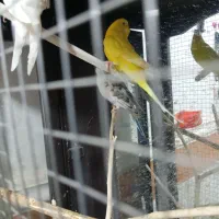 ماده نره|پرنده|حمیدیه, |دیوار