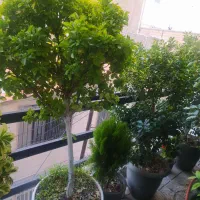دو عدد شمشاد پایدار ژاپنی