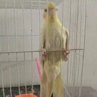 عروس هلندی نر|پرنده|رضویه, |دیوار