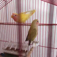 طوطی برزیلی|پرنده|شاهرود, |دیوار