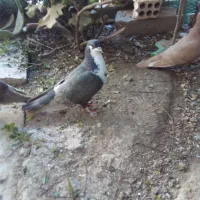 جفت کرواتی|پرنده|خرمشهر, |دیوار