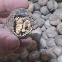 گردوی  کوهستان اورامان