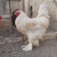 خروس برهما