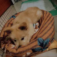 سگ پامرانین اشپیتز