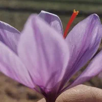 راهنمایی زعفران