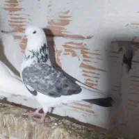 ۱۲۳|پرنده|مینودشت, |دیوار