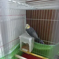 عروس هلندی نر سخن گو