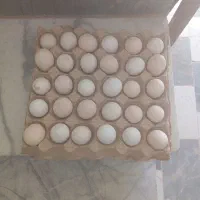 تخم مرغ نطفه دار گلین پنگوئنی