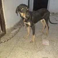 سگ دو رگ ماده|سگ|بجنورد, |دیوار