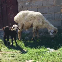 گوسفند بره دار هیکلی جوان|حیوانات مزرعه|گنبد کاووس, |دیوار