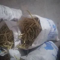 علف گوسفند