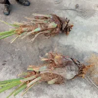 پاجوش ،دمیت حاج باقری پیارم برحی کبکاب شهابی