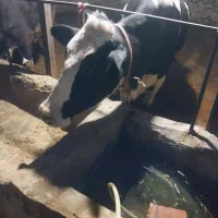 گاو|حیوانات مزرعه|بندر گز, |دیوار