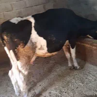 گاو و گوساله