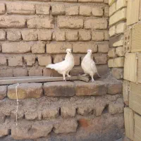 کفتر|پرنده|قم, شهر قائم|دیوار