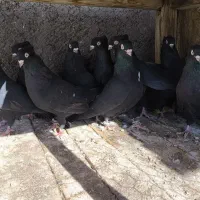 کبوتر کفتر زاغ کله دمبی پرشی زینتی سینه ای دمگیر