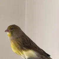 فروش سهره و قتاری