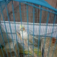 طوطی عروس