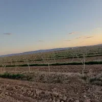 باغ-پسته