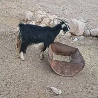 بز محلی|حیوانات مزرعه|جهرم, |دیوار