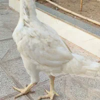 مرغ لاری|حیوانات مزرعه|تربت جام, والفجر|دیوار