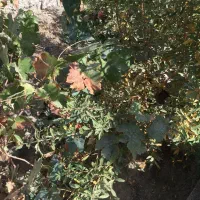 باغچه و باغ معاوضه و تهاتر  با ماشین و..|فروش زمین و ملک کلنگی|رباط‌کریم, انجم آباد|دیوار