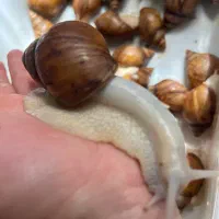 فروش حلزون البینو و آچاتینا|خزنده|قزوین, |دیوار