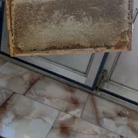 عسل شانی