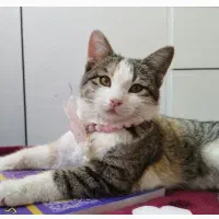 واگذاری گربه