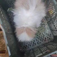 خرگوش