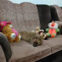 سگ پامر|سگ|نطنز, |دیوار