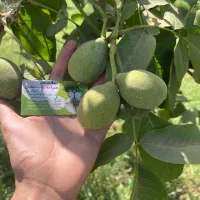 مرکز تولید فروش نهال گردو جمال اصلاح شده
