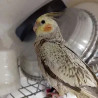 گمشده|حیوانات|کرمانشاه, |دیوار