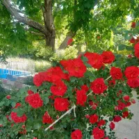 چهاردیواری-لوکیشن-خوب-تیمیارت