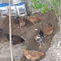 مرغ و خروس