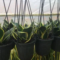 سانسورها بلک گلد