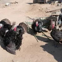 بوقلمون‌نر