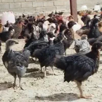 جوجه محلی،جوجه برهما