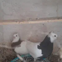 جوجه طوقی