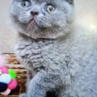 پیشی های کیوت میوت|گربه|بندرعباس, |دیوار