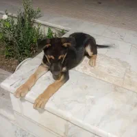 ژرمن شپرد|سگ|اصفهان, زهران|دیوار