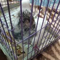 سلام‌طوقی‌هفت‌رنگ‌سرور‌سالم‌|پرنده|قم, نخودی|دیوار