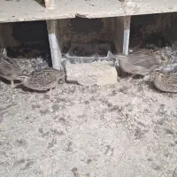 کبوتر ۱۰ عدد بلدچین|پرنده|تربت‌حیدریه, شهید قرنی|دیوار