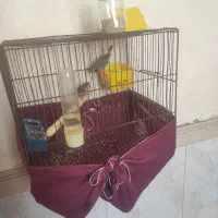 پرنده