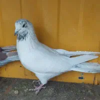 چند تا کفتر عالی|پرنده|رباط‌کریم, رباط‌کریم|دیوار