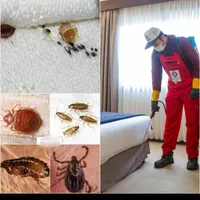 سمپاشی ساس/سوسک/موریانه سم پاشی تنها فقط دریک جلسه