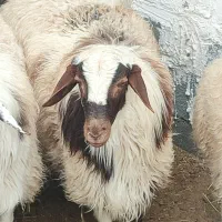 بره نر چاق.|حیوانات مزرعه|مود, |دیوار